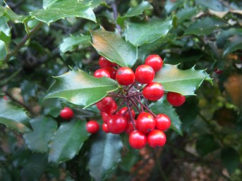 holly-berries