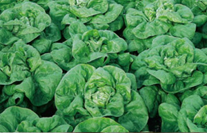 winter lettuce