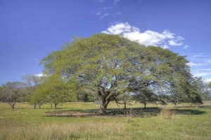 Guanacaste-Tree-300x200